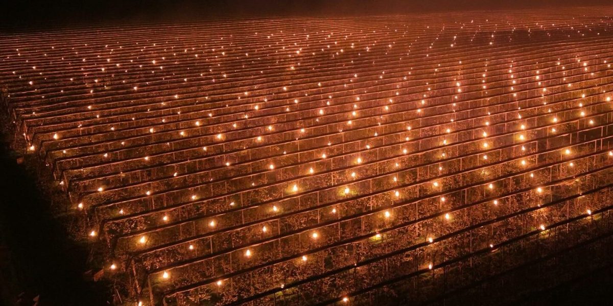 Cluj: 4.000 de lumânări și 40.000 de euro pentru cireși salvați de îngheț