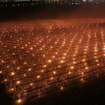 Cluj: 4.000 de lumânări și 40.000 de euro pentru cireși salvați de îngheț