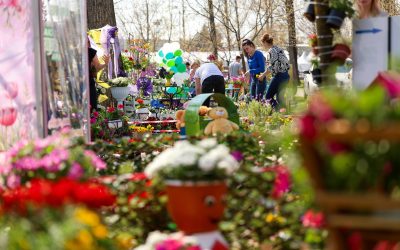 Simfonia Lalelelor, la Pitești: Florari din toată România expun flori