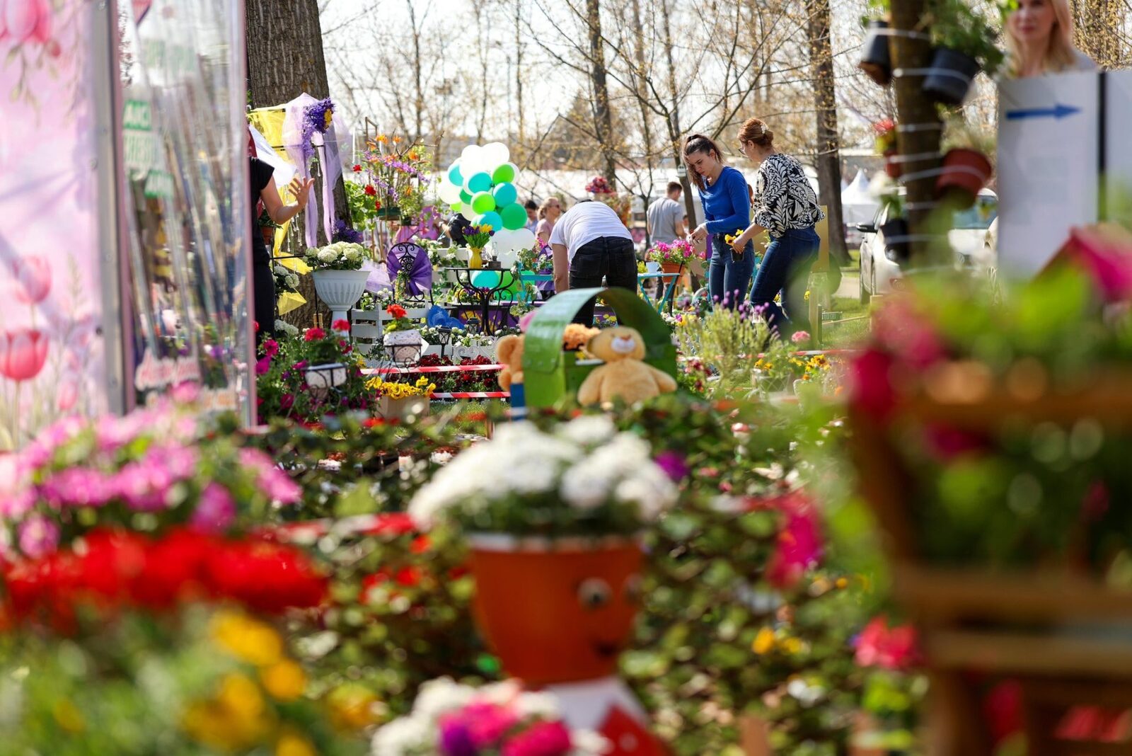 Simfonia Lalelelor, la Pitești: Florari din toată România expun flori