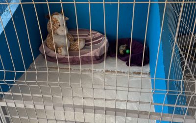 Primul centru public de adopții pentru căței, deschis în județul Ilfov