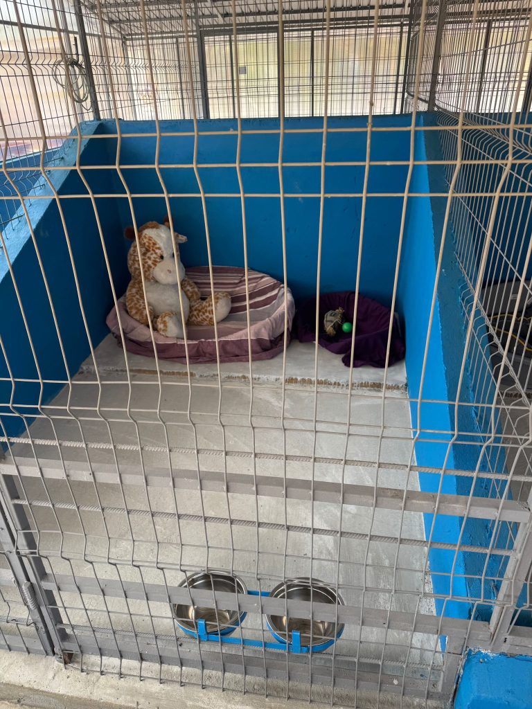 Primul centru public de adopții pentru căței, deschis în județul Ilfov