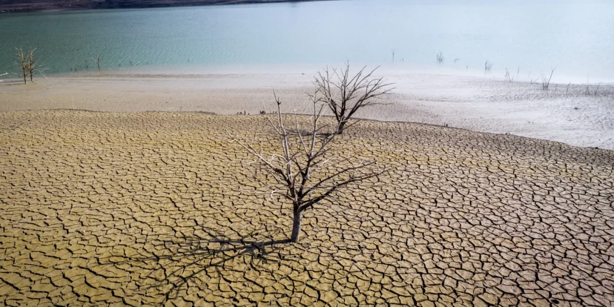 Smirna, o tradiție milenară, dispare: schimbările climatice distrug parfumul faraonilor