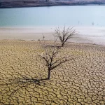 Smirna, o tradiție milenară, dispare: schimbările climatice distrug parfumul faraonilor