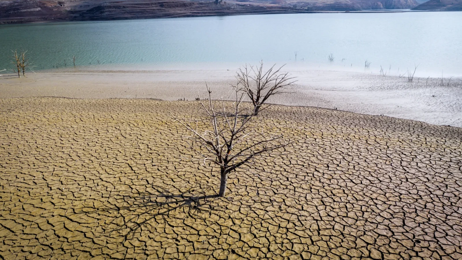 Smirna, o tradiție milenară, dispare: schimbările climatice distrug parfumul faraonilor