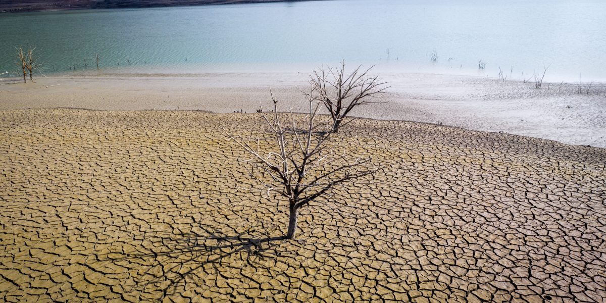 Smirna, comoara Africii, în pericol: Seceta distruge parfumurile de lux