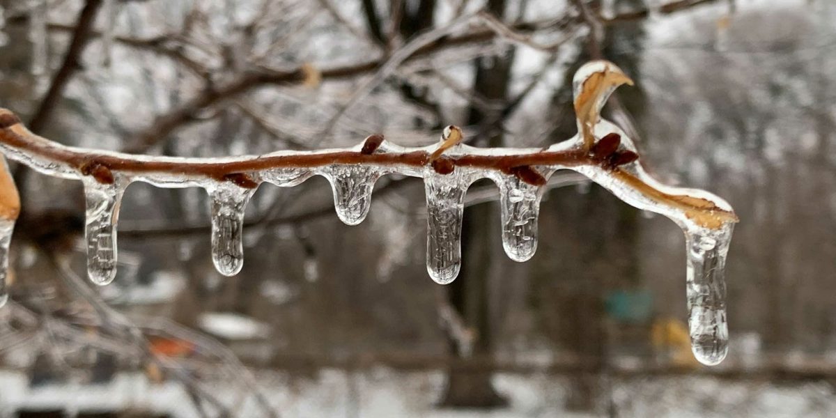 7fdfd4-20220305-icybranch-2000.jpg - ReactiveNews