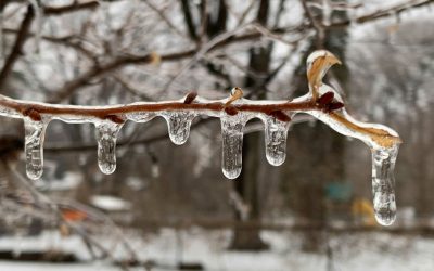 7fdfd4-20220305-icybranch-2000.jpg - ReactiveNews