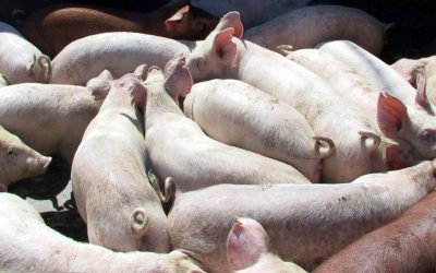 UE pierde teren în Asia, carnea de porc ucraineană cucerește Vietnam, Filipine și Singapore