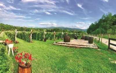 Moștenirea din Gorj, afacere de 15 milioane euro: Abund Berry, creștere spectaculoasă