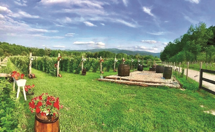 Moștenirea din Gorj, afacere de 15 milioane euro: Abund Berry, creștere spectaculoasă