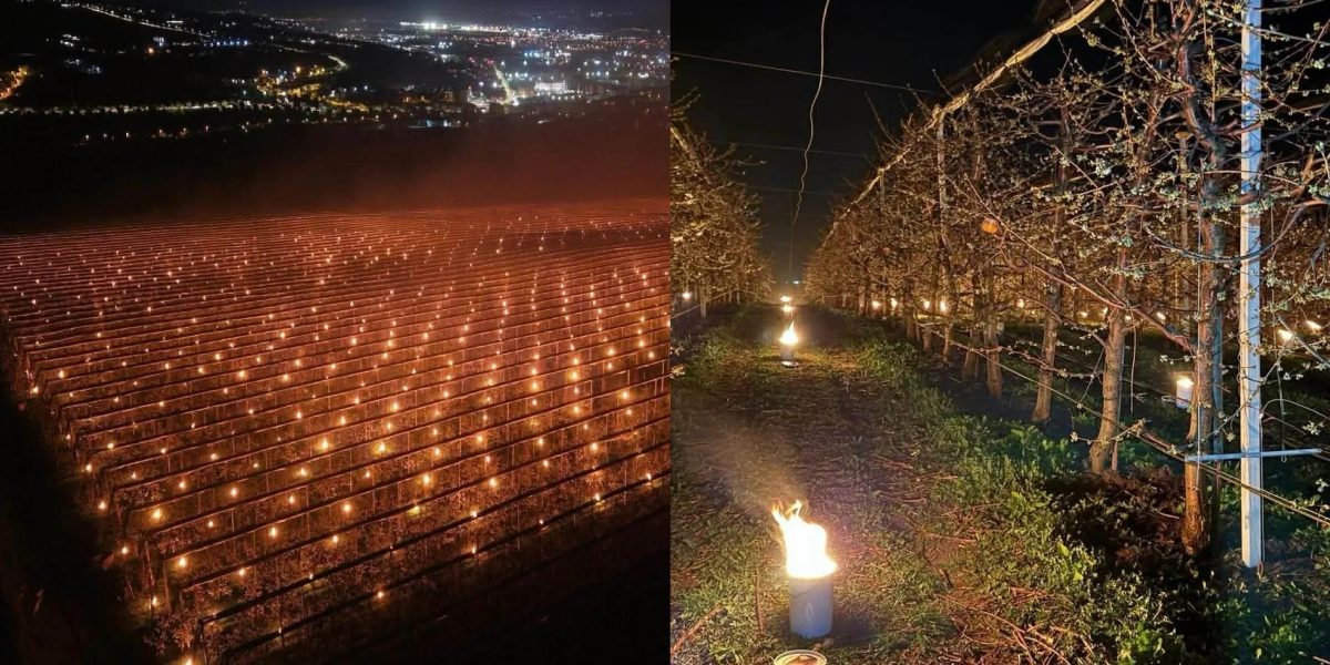 Am dat foc la 40.000 de euro! Mărturia unui pomicultor care a încercat să își salveze de la îngheț recolta de cireșe