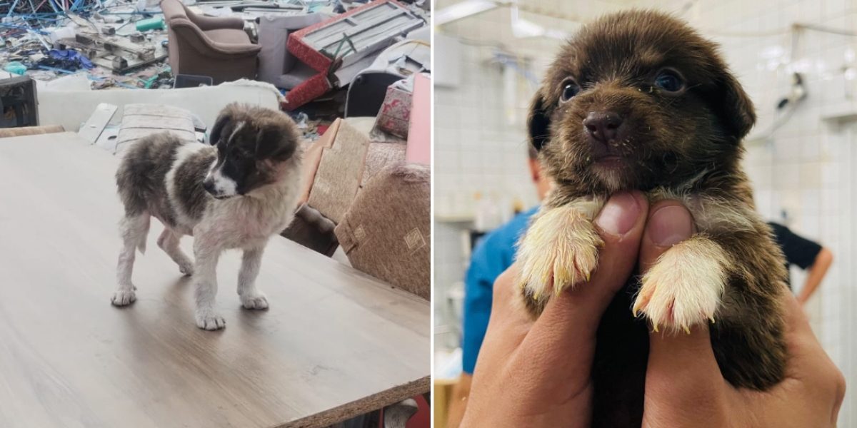 A PESTE 600 de câini abandonați în București, în primele luni ale anului