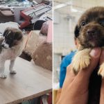 A PESTE 600 de câini abandonați în București, în primele luni ale anului