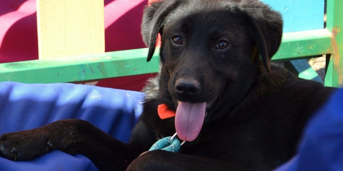 ASPA-primul-targ-de-adoptii-in-aer-liber.jpg - ReactiveNews