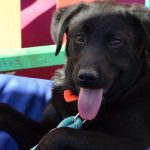 ASPA-primul-targ-de-adoptii-in-aer-liber.jpg - ReactiveNews