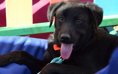 Primul târg de adopții de câței în aer liber, organizat de ASPA, va avea loc duminică în 2026