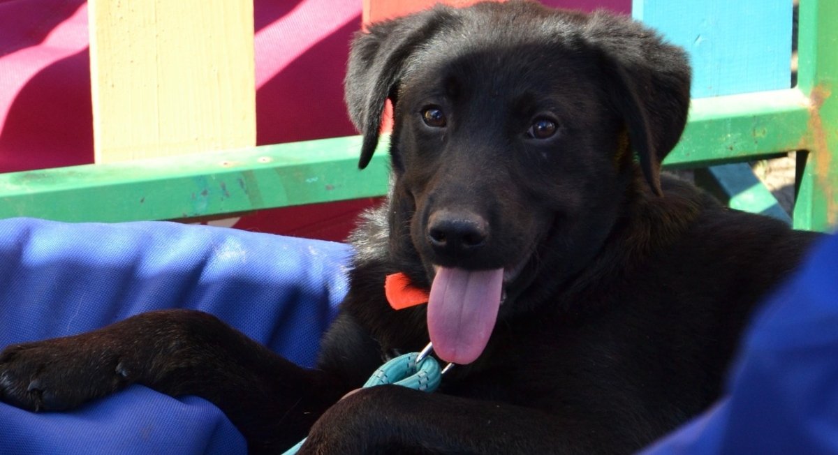 Primul târg de adopții de câței în aer liber, organizat de ASPA, va avea loc duminică în 2026