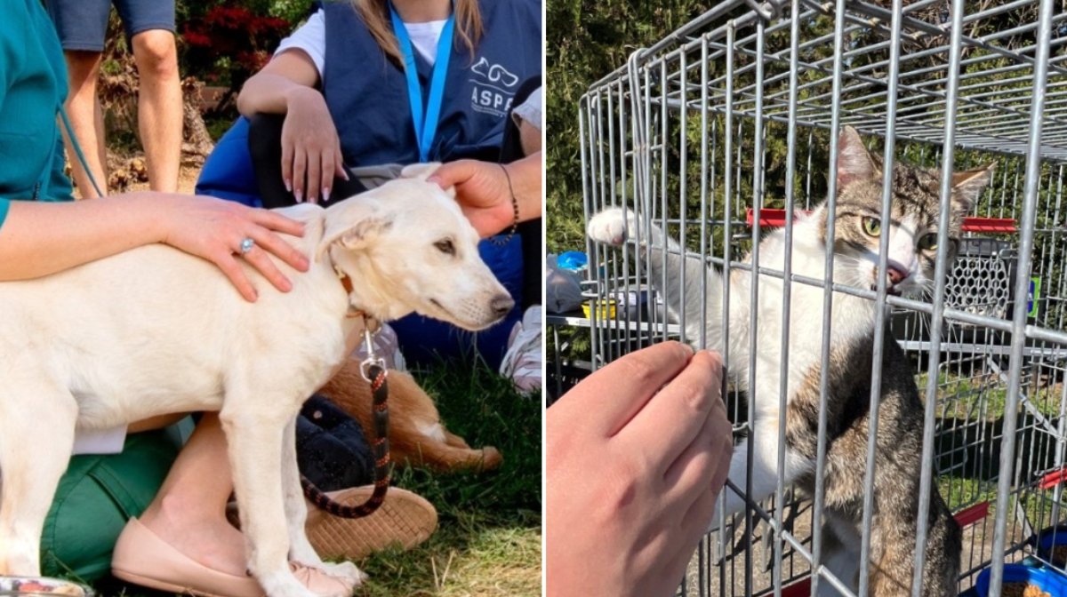 Următorul eveniment de adopție organizat de Autoritatea pentru Supravegherea și Protecția Animalelor (ASPA) București va avea loc sâmbătă, 25 aprilie, pe esplanada ParkLake Shopping Center, între orele 10:00 și 18:00