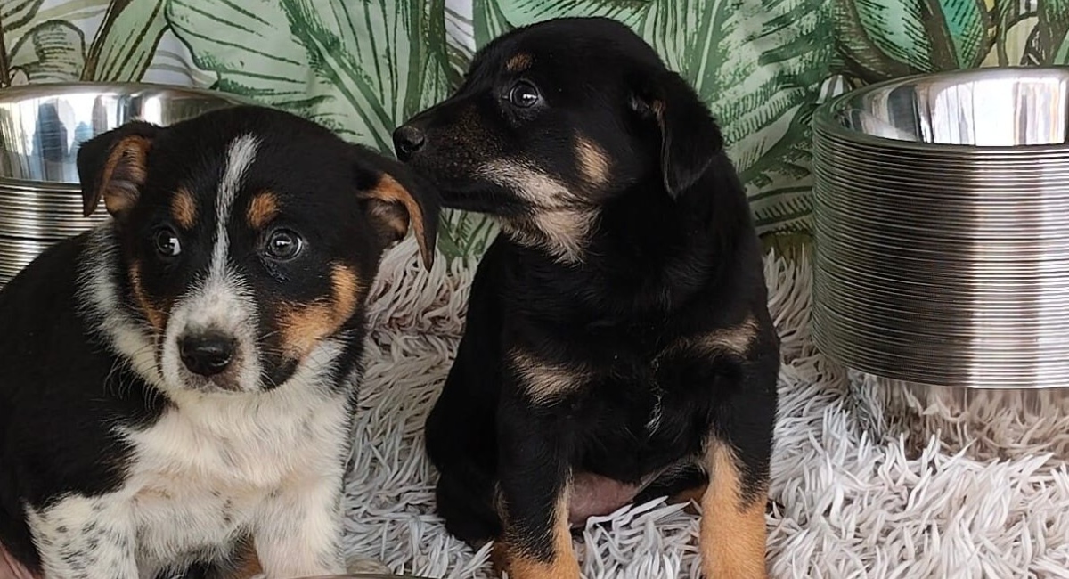 Adăposturile ASPA, închise de Paște. Când revin la programul normal?