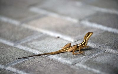 Animalele sălbatice, surprinse de viața în oraș: Cum se adaptează?