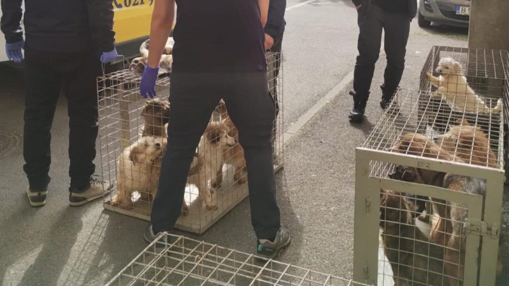 Zeci de câini salvați din infernul unui apartament din Sectorul 4, București