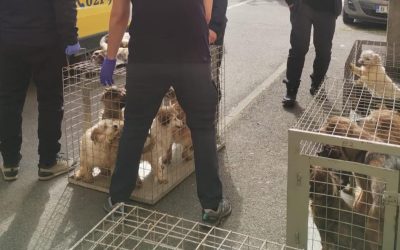 Zeci de câini salvați din infernul unui apartament din Sectorul 4, București