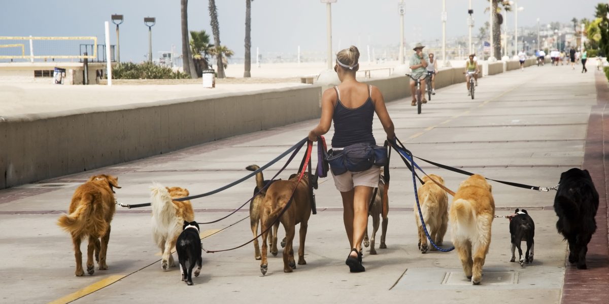 Câți ani de chin? România limitează timpul de legat al câinilor