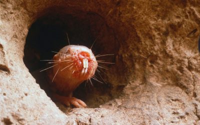 Câinele, ursul sau șobolanul? Test de cultură generală cu animale