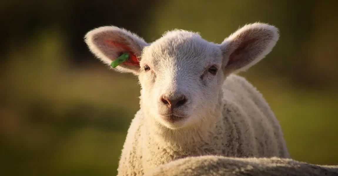 Cat-costa-in-Lidl-Kaufland-Auchan-Selgros-si-La-Cocos-mielul-in-2026.-Diferenta-apare-la-tipul-de-pr.webp - ReactiveNews