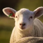 Cat-costa-in-Lidl-Kaufland-Auchan-Selgros-si-La-Cocos-mielul-in-2026.-Diferenta-apare-la-tipul-de-pr.webp - ReactiveNews