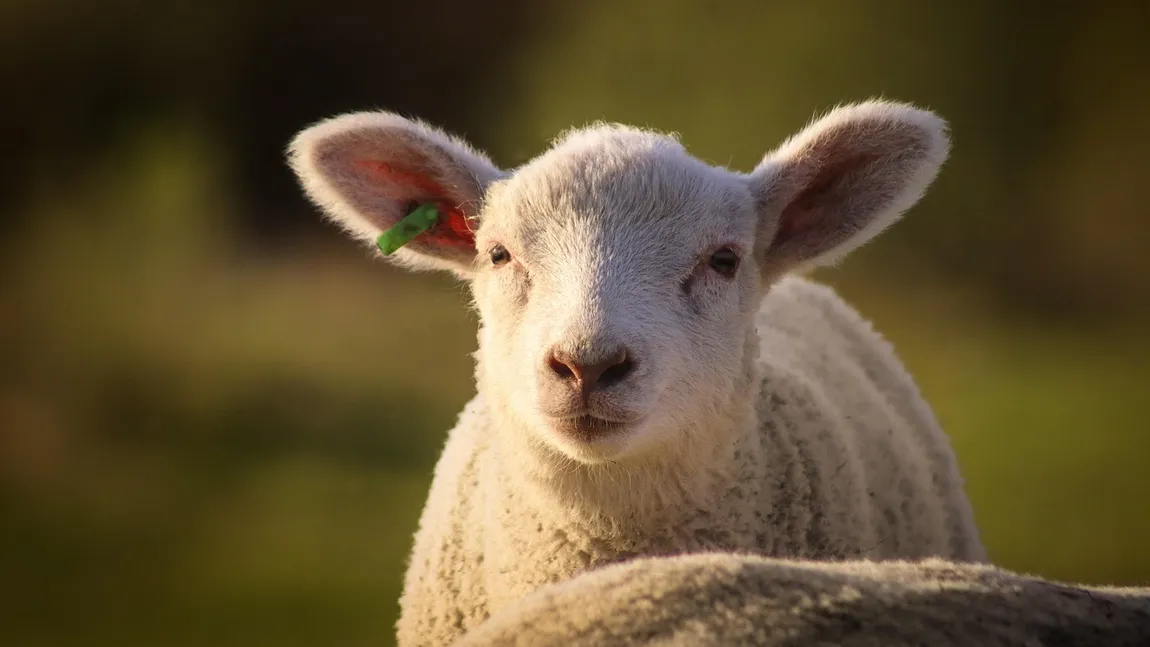 Prețurile pentru carnea de miel diferă semnificativ între magazinele din România, iar în perioada premergătoare Paștelui, fluctuațiile de preț devin mai evidente