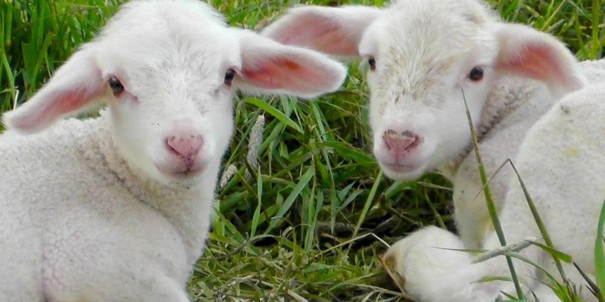 Ce-poti-pune-pe-masa-de-Paste-daca-nu-iti-permiti-mielul.jpg - ReactiveNews