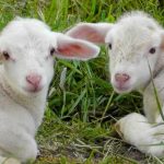 Ce-poti-pune-pe-masa-de-Paste-daca-nu-iti-permiti-mielul.jpg - ReactiveNews