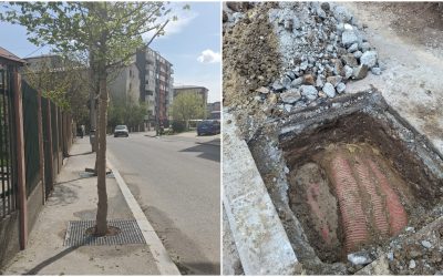 FOTO | Scandal în Sectorul 4: Arbori plantați peste cabluri, 1,6 mil. € cheltuiți!