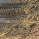 India, plan sângeros: șerpi și crocodili contra imigranților din Bangladesh