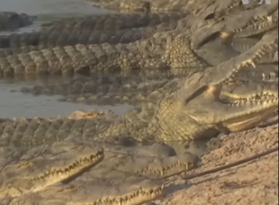 India, plan sângeros: șerpi și crocodili contra imigranților din Bangladesh