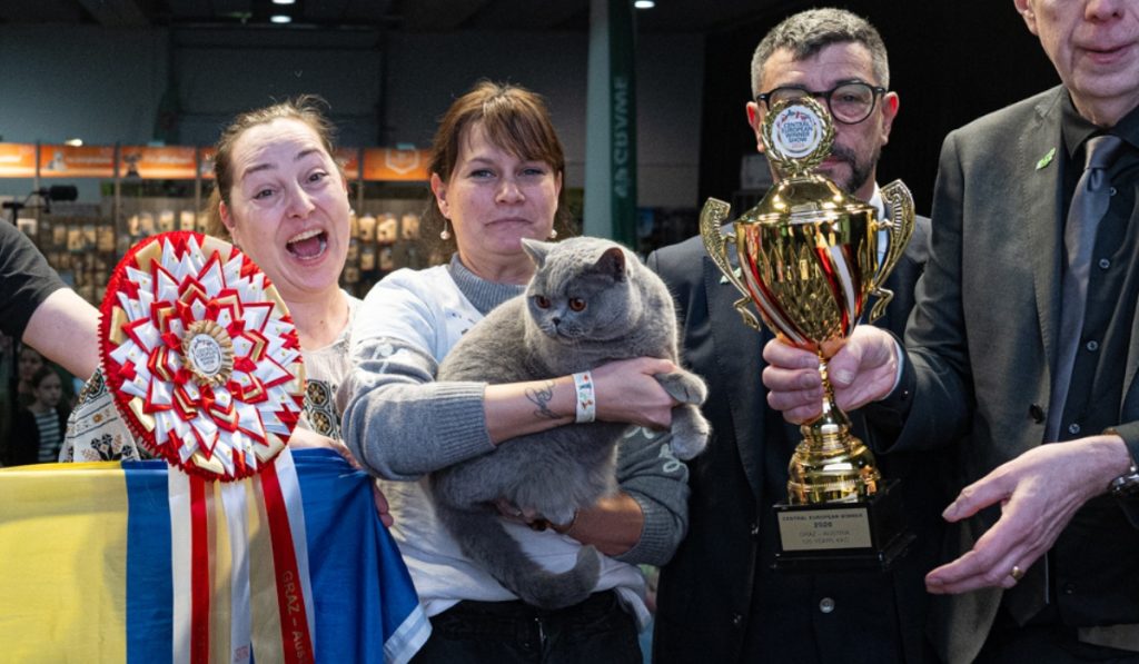 Ursoaica de Bucovina, cea mai frumoasă pisică din Europa, e din România