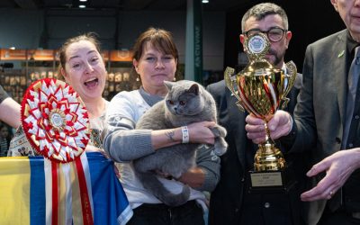 Ursoaica de Bucovina, cea mai frumoasă pisică din Europa, e din România