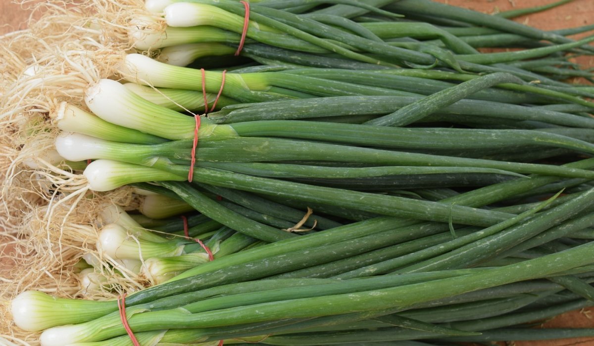 Cum să cultivi ceapă verde în pahar, fără pământ și efort