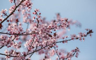 Parcurile din București înfloresc pe măsură ce se apropie Sărbătoarea Floriilor, marcând astfel începutul ultimei săptămâni din Postul Paștelui