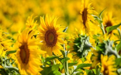 Record la floarea-soarelui: România, țara cu cea mai bună producție