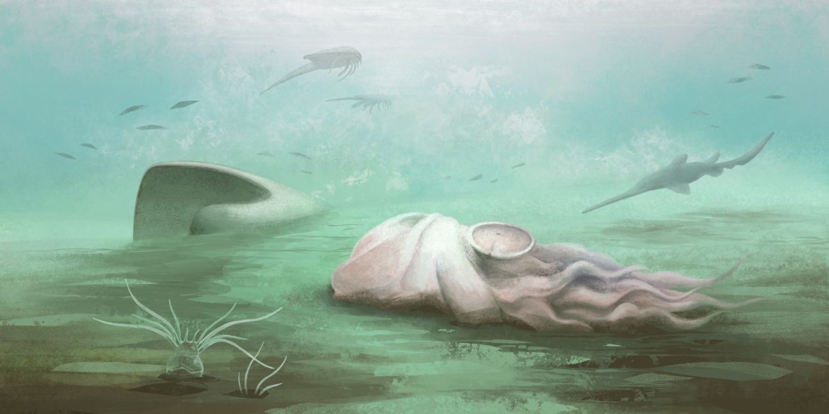 Fosila „caracatiței”: Scanările au arătat că nu e ce pare, șocant