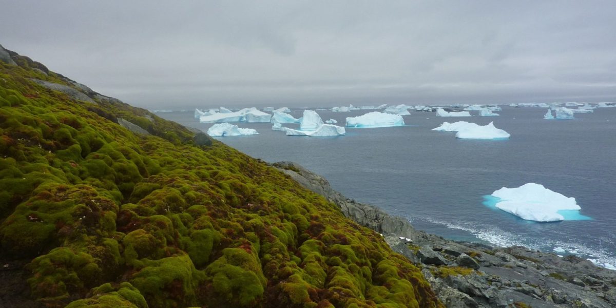 Green-Island.-Credit-Matt-Amesbury-x-1536x826-2.jpg - ReactiveNews