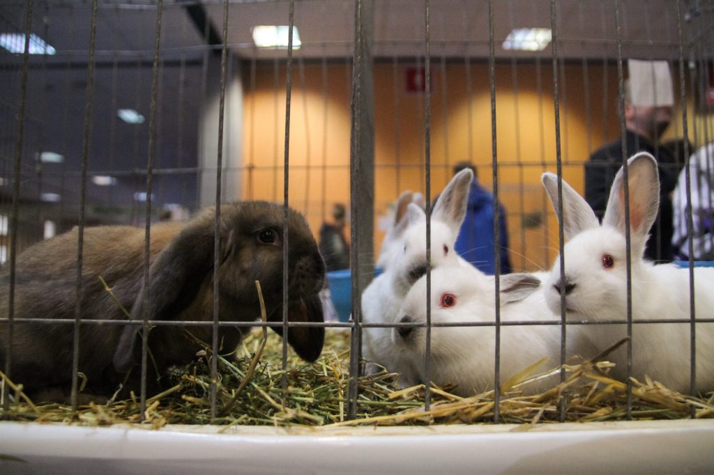 Iepurași abandonați după Paște: Specialiștii trag semnalul de alarmă!