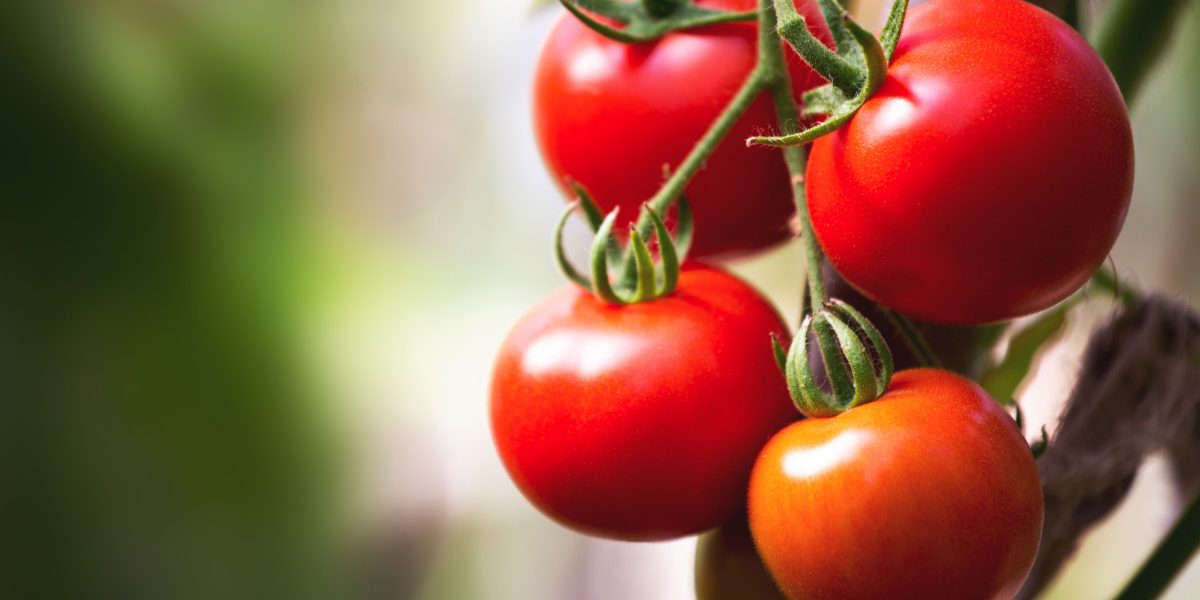 Jmhhc2g9N2FlZGNmZmE0MGQzMmMyNWY4NWQ0NDljMjEyZmViMmE.thumb_.jpg - ReactiveNews