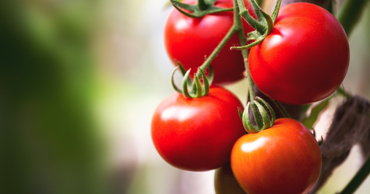 Cei câțiva producători de tomate din județul Olt au început deja din martie să recolteze și să livreze roșii către piețele en gros, cu prețuri care variază între 40 și 42 de lei pe kilogram