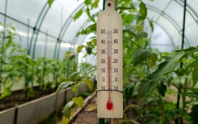 Răsadurile, în pericol: Schimbările drastice de temperatură pun la încercare legumicultorii