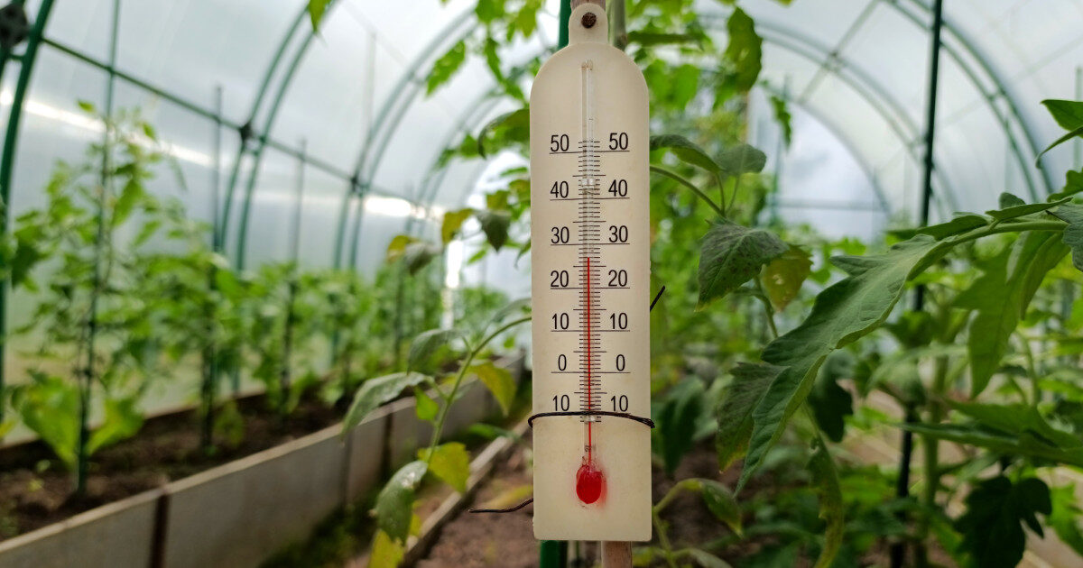 Răsadurile, în pericol: Schimbările drastice de temperatură pun la încercare legumicultorii