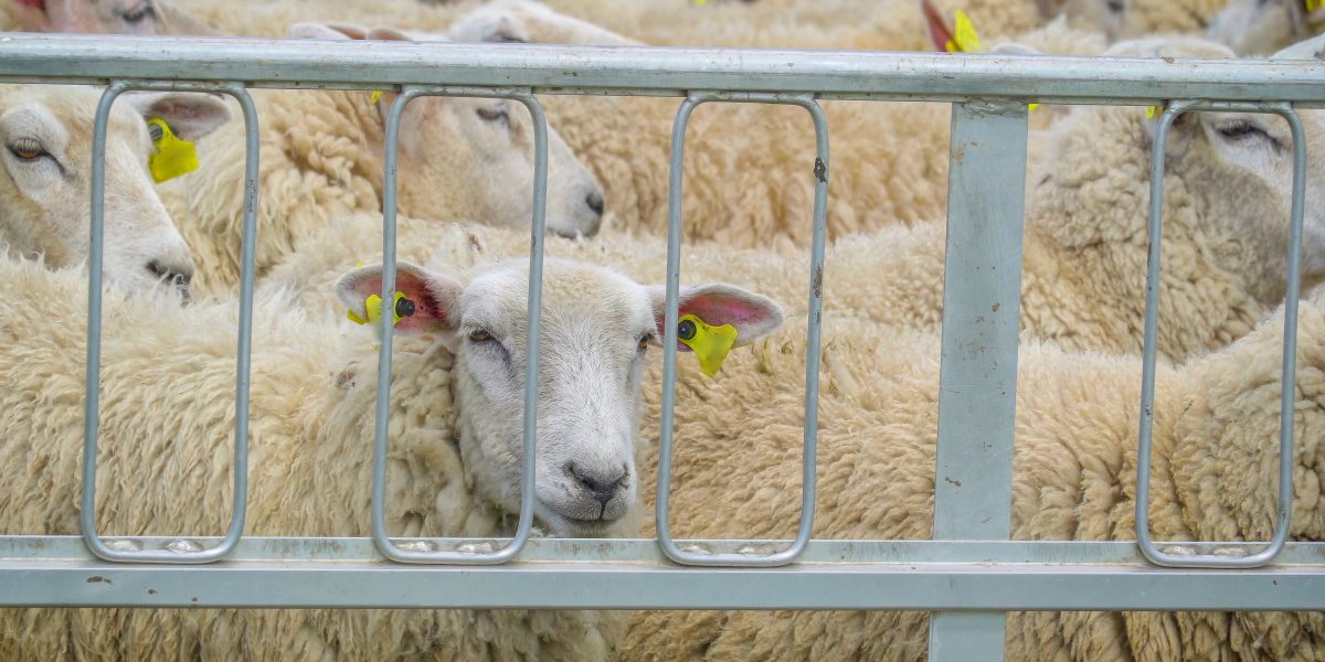 Jmhhc2g9ZDJkMGM3NDY0MThlMzJlNGYzZjhkOTE2ZTY5YmM1NDE.thumb_.jpg - ReactiveNews